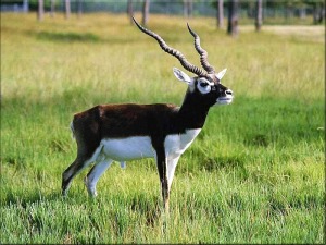 antelope-blackbuck-wallpaper